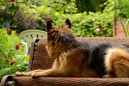 Young Fluffy Dog Breed German Shepherd lying in the garden outdoor. Pet outsideの写真素材