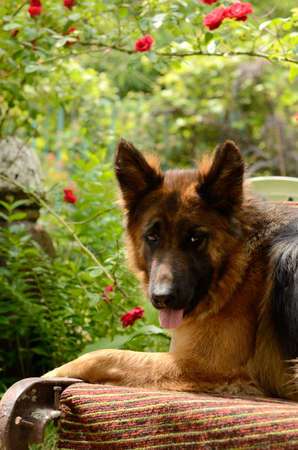 Young Fluffy Dog Breed German Shepherd lying in the garden outdoor. Pet outsideの写真素材
