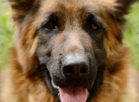CLose-up portrait of Young Fluffy Dog Breed German Shepherd lying in the garden outdoor. Pet outsideの写真素材