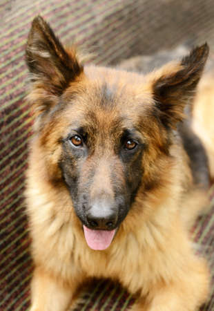 CLose-up portrait of Young Fluffy Dog Breed German Shepherd lying in the garden outdoor. Pet outsideの写真素材