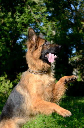 Young German Shepherd Dog standing on its hind legs outdoor. Pet outsideの写真素材