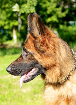 CLose-up portrait of Young Fluffy Dog Breed German Shepherd lying in the garden outdoor. Pet outsideの写真素材