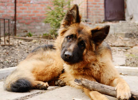 Young red fluffy german shepherd dog plays with stick in the yard. Games with pet outdoor.の写真素材
