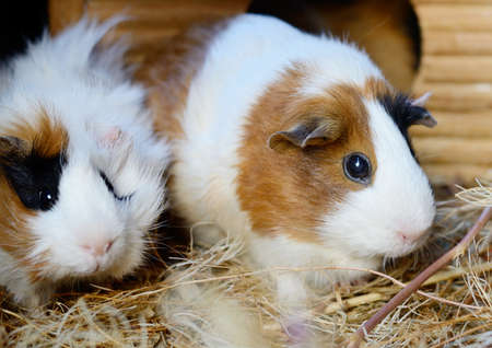 Cute Red and White Guinea Pig Close-up. Little Pet in its Houseの写真素材