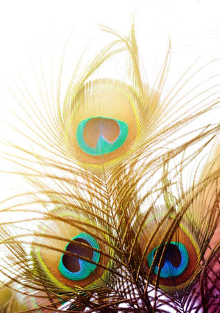 Beautiful bright Peacock feathers. Bird feather backgroundの写真素材