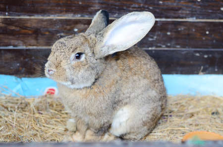 Cute little grey eared rabbit in a paddock.の写真素材
