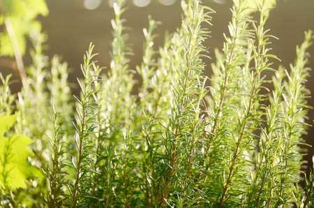 close-up photo of Rosemary bush under sunlight. Fresh green herbs spices. Botanical backgroundの写真素材