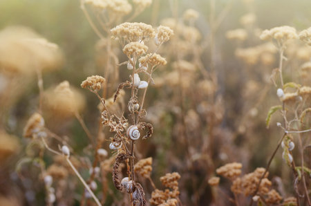 Wild meadow grass under morning sunlight. Autumn field with plenty small snails background. Sunny seasonal backdrop for your designの写真素材