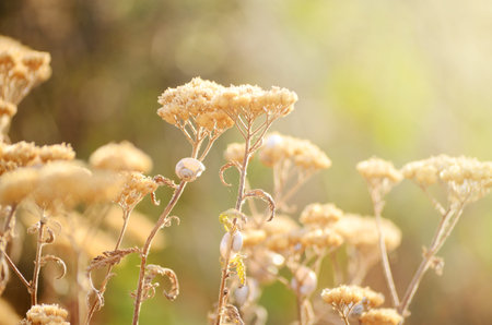 Wild meadow grass under morning sunlight. Autumn field with p small snails background. Sunny seasonal backdrop for your designの写真素材