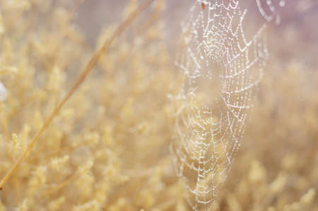 Golden autumn background. Spider network and snails in dew drops under morning sun rays.の写真素材