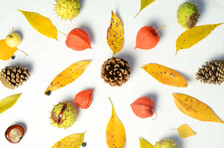 Bright yellow autumn leaves, chestnuts, pine cones and orange physalis flowers on a white background with copy space for text.の写真素材