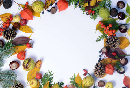 Bright yellow autumn leaves, chestnuts, pine cones and orange physalis flowers on a white background with copy space for text.の写真素材