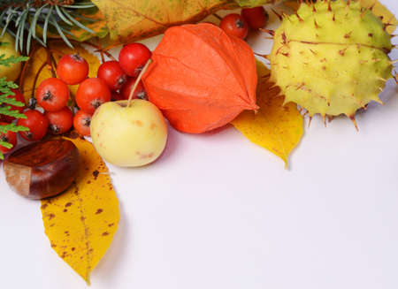 Bright yellow autumn leaves, chestnuts, pine cones and orange physalis flowers on a white background with copy space for text.の写真素材