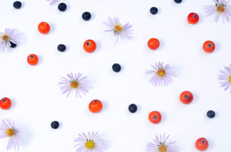 Aster dumosus flowers and rowanberries on a white background. Abstract autumn backdrop.