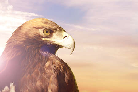 Portrait of Golden eagle Aquila chrysaetos on sunset sky backgroundの写真素材