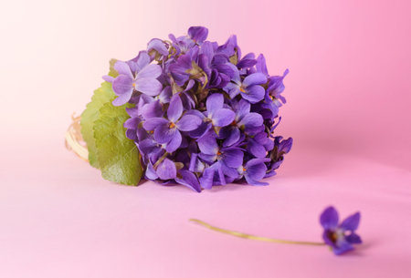 beautiful spring flowers bouquet of violets, viola on a pink background