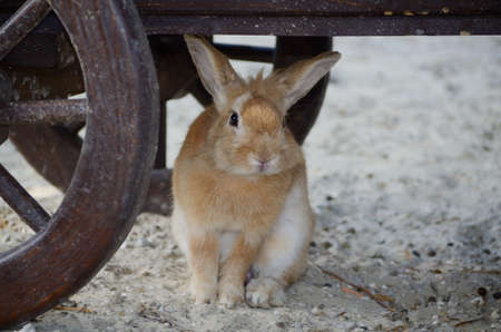 Cute little fluffy red eared rabbit in a paddock.の写真素材