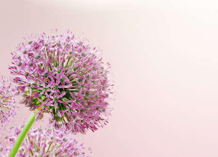 Beautiful Blooming Purple Allium Close Up, Greeting or Wedding Card design. Spring seasonal flower background.の写真素材