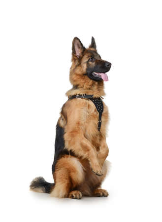 Portrait of a Young Fluffy German Shepherd Dog Standing on its hind legs against white background. Two Years Old Pet.の写真素材