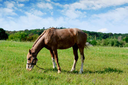 Brown horse feeding on a summer greenfield. Rustic sceneの写真素材