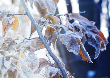 Dry leaves covered by frost. Winter seasonal background for Christmas greeting card