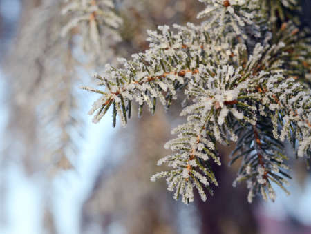 Christmas, Winter Background With Frosty Pine Tree. Seasonal Backdrop for Greeting Card or Poster Designの写真素材