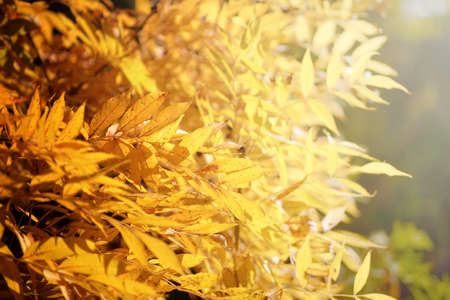 Bright yellow autumn leaves under sunlight. Fall seasonal backgroundの写真素材