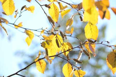 Bright yellow autumn leaves of Birch under sunlight. Fall seasonal backgroundの写真素材