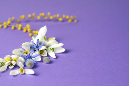 Round Frame of flowers snowdrops, mimosa and willows. Floral composition on violet background.の写真素材