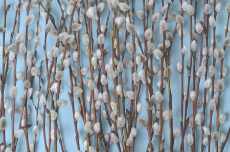 Willow branches with fluffy buds on a blue backdrop. Spring seasonal background