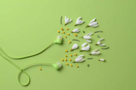 Spring flowers, snowdrops and mimosa as sound from headphones on a green background.の写真素材