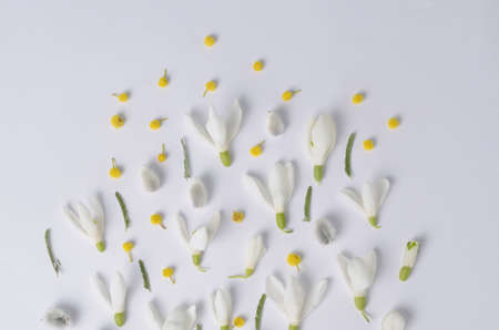 Round Frame of flowers snowdrops, mimosa and willows. Floral composition top view.の写真素材