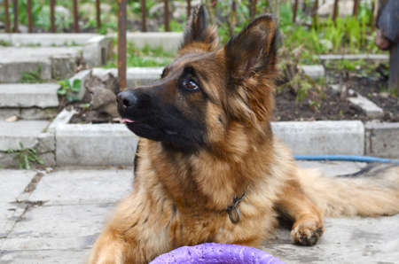 Young German shepherd dog lying in the garden outdoorの写真素材