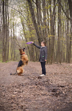 Pretty young woman playing with german shepherd dogの写真素材