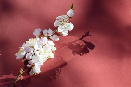 Macro shot of apricot blossom covered by dew drops. Flowers on a red backdrop. Beautiful spring...