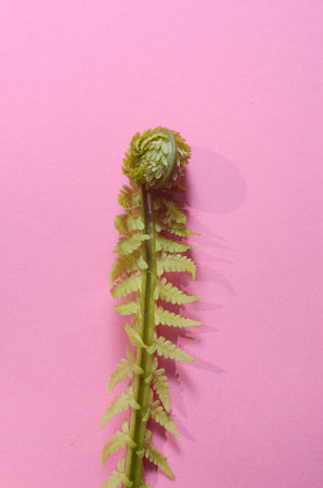 Young fern leaf on a pink background. Minimalism trend
