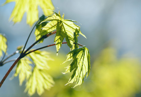 A young maple leaf. Autumn forest in the sunlight. Beautiful Spring seasonal background