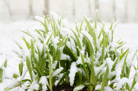 Unexpected snow in april. Grass, young green leaves covered by spring snow.の写真素材