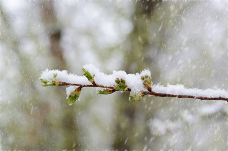 Unexpected snow in april month. Branch with young green leaves covered by spring snow.