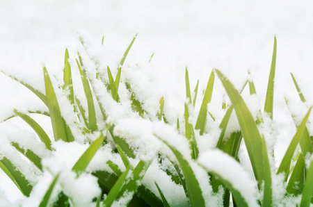 Unexpected snow in april. Grass, young green leaves covered by spring snow.