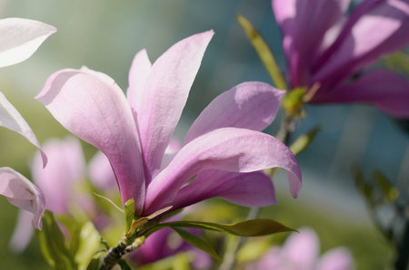 Soft focus image of beautiful pink magnolia flowers under sun light. Beautiful spring season backgroundの写真素材