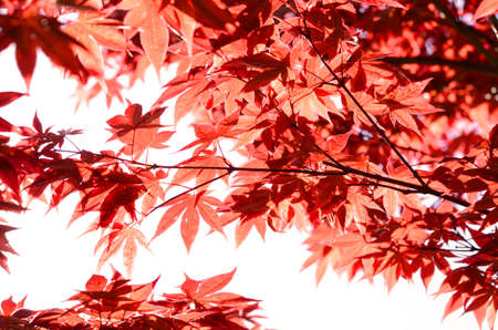 Abstract background with red japanese maple leaves filled by bright sunlight.の写真素材