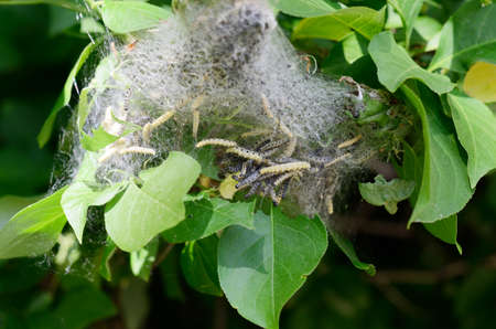 Group of moth caterpillars in their nest on a green leaves of a bush. Pests eat foliageの写真素材