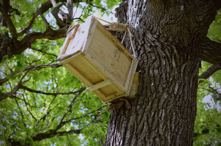 Man made wooden hive up on a old oak tree. Bees houseの写真素材