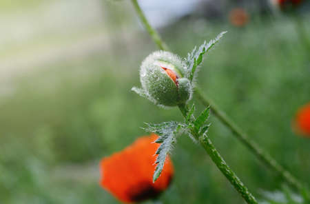 Beautiful red poppy, close-up photo of spring flower, symbol of commemorate military personnel who have died in war. Also simbol of sleeping and death.の写真素材