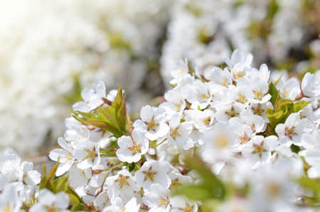 Springtime background with cherry tree flowers. Beautiful sunny photoの写真素材