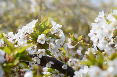 Springtime background with cherry tree flowers. Beautiful sunny photo