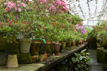 Rhododendron flowers and tropical plants grows in a vintage greenhouse. Fresh green plants in a vintage ceramic pots covered by mossの写真素材