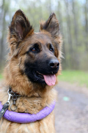 Portrait of Young Fluffy German Shepherd Dog in the Forest. Walks With Pets Outdoor.の写真素材