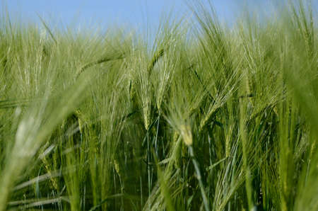 Green barley plant on a agricultural field. Summer season background.の写真素材